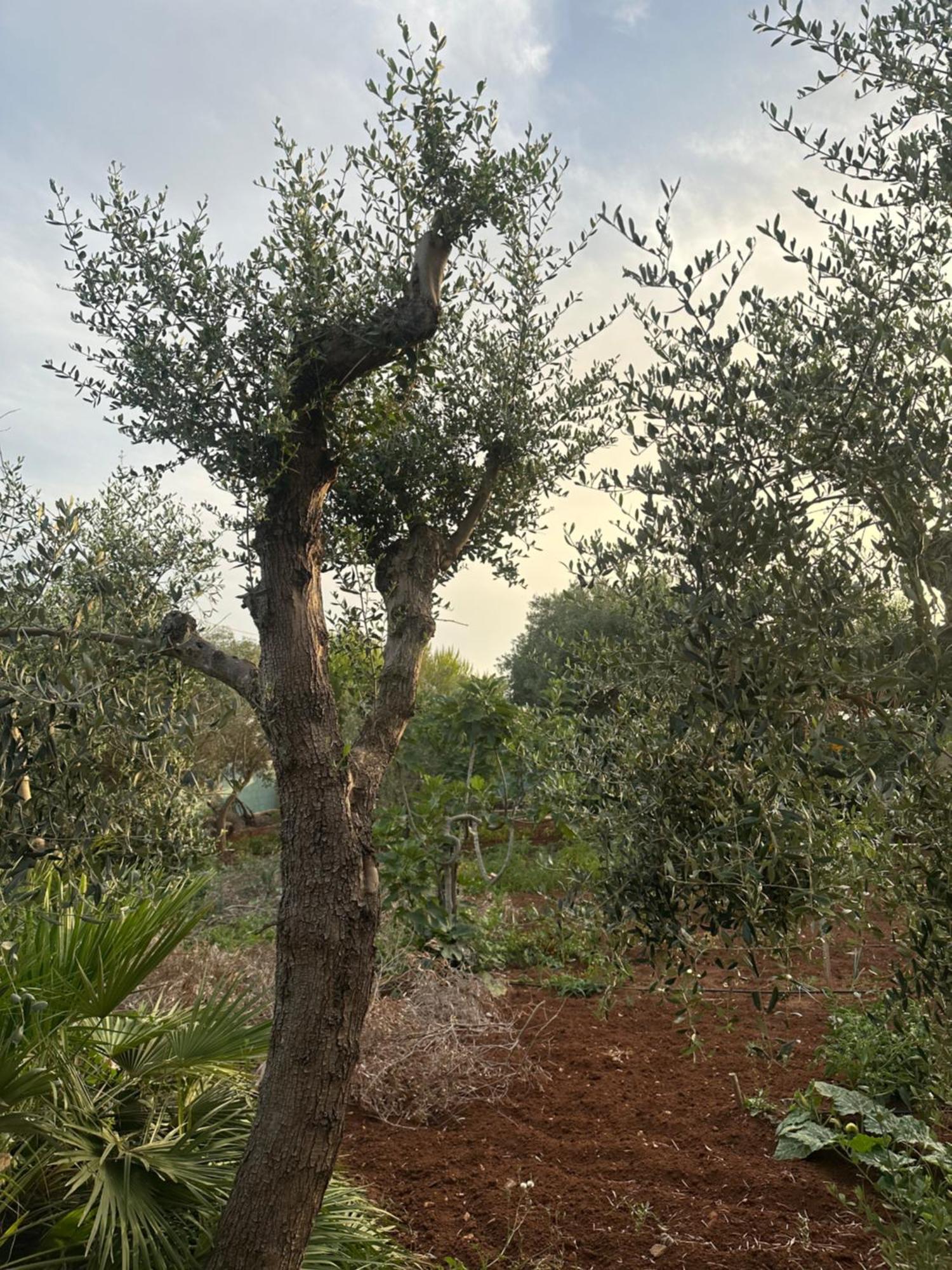 Villa Matino Torre Squillace Εξωτερικό φωτογραφία